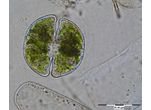 Cosmarium taxichondriforme