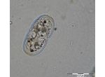 Cosmarium thwaitesii
