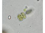 Cosmarium tinctum