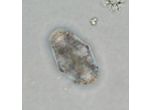 Cosmarium trachypleurum