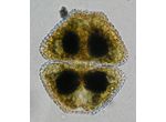 Cosmarium turpinii