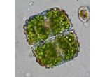 Cosmarium ungerianum