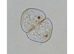 Cosmarium variolatum
