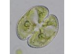 Cosmarium varsoviense