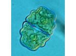 Cosmarium venustum