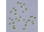Cosmocladium constrictum