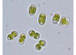Cosmocladium perissum