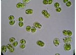 Cosmocladium saxonicum