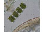 Desmidium baileyi