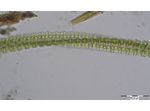 Desmidium swartzii