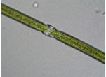 Docidium baculum
