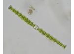 Docidium undulatum