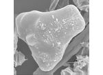 Euastrum ansatum