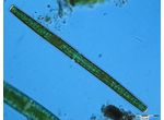Haplotaenium rectum