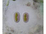 Mesotaenium macrococcum