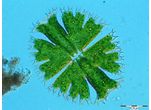 Micrasterias apiculata