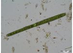 Pleurotaenium