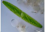 Spirotaenia obscura