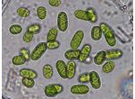 Spirotaenia