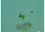Staurodesmus