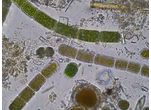 Zygogonium