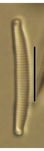 Eunotia paludosa