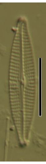 Navicula vandamii