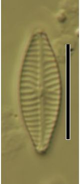 Navicula reichardtiana