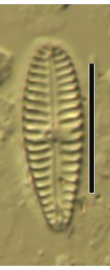 Gomphonema minutum