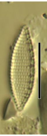 Nitzschia amphibia