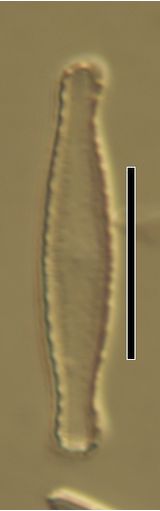 Diadesmis fragilarioides
