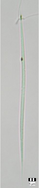 Monoraphidium komarkovae