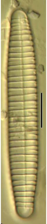 Diatoma vulgare
