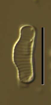 Eunotia praerupta