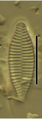 Fragilaria