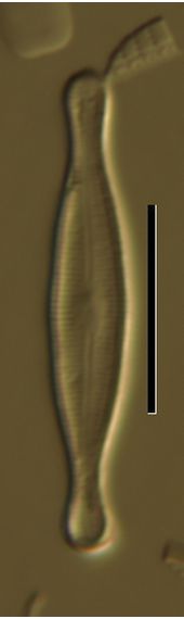 Nupella