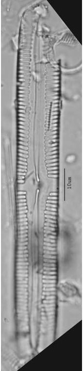 Pinnularia crucifera