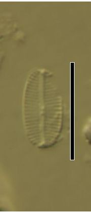 Navicula sublucidula