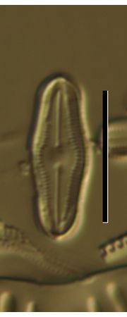 Diadesmis perpusilla