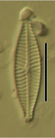 Navicula reichardtiana
