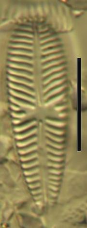 Gomphoneis olivacea