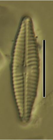 Navicula