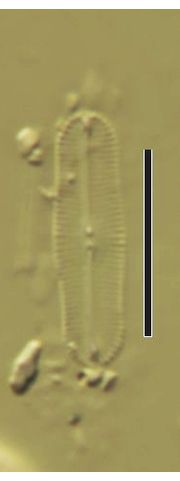 Navicula lenzii