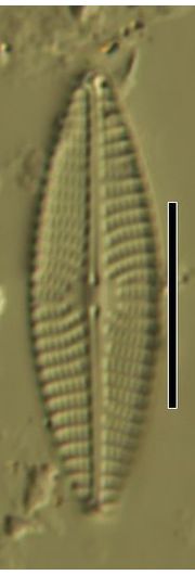 Navicula antonii