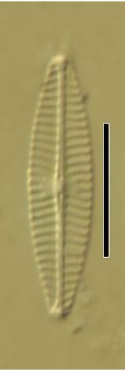 Navicula veneta