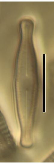 Diadesmis fragilarioides