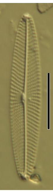 Navicula schroeteri
