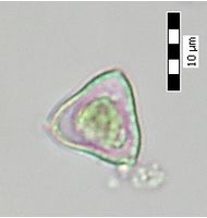 Tetraedron triangulare