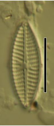 Navicula antonii