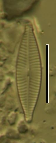 Navicula phylleptosoma